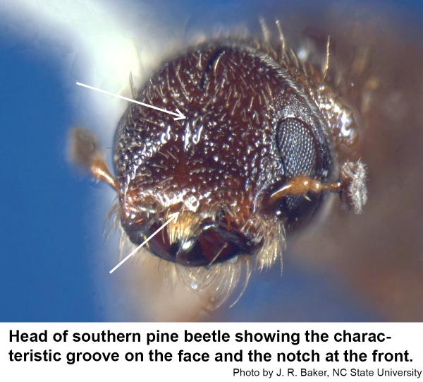 Southern pine beetle head